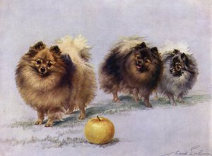 Drei von Mrs. Hall Walkers Champion-Pomeranians