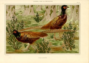 Naturalistisches Fasanenpaar im Wald (Lithografie) von Maurice Pillard Verneuil