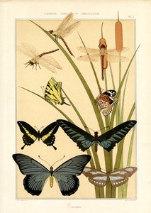 Naturstudien von Schmetterlingen und Libellen