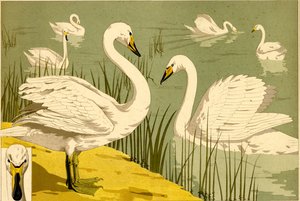 Schwäne im Schilf als dekoratives Naturmotiv (Litho) von Maurice Pillard Verneuil