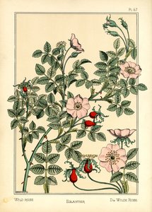 Die Wildrose