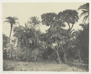 Dattel- und Doumpalmenwald, Oberägypten von Maxime Du Camp