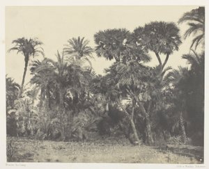 Dattel- und Doumpalmenwald, Oberägypten von Maxime Du Camp