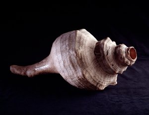Meeresschnecke als Musikinstrument (Trompete). Von Uaxactun, Guatemala. Guatemala, Museo Nazionale di Archeologia e Etnologia von Mayan Mayan