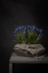 Rustikale blaue Hyazinthen von Mayra Pama