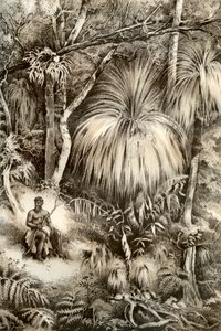 Tasmanische Waldszene, 1879 von McFarlane and Erskine