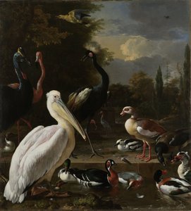 Ein Pelikan und andere Vögel in der Nähe eines Teichs, bekannt als 