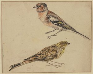 Ein Distelfink und ein Hänfling von Melchior de Hondecoeter