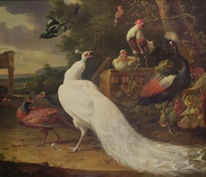 Der weiße Pfau