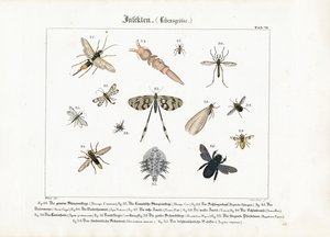 Verschiedene Insekten mit Fokus auf Hymenoptera und Diptera