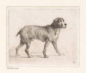 Hund