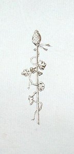 Zeichnung aus Michael Faradays Sammelalbum von Michael Faraday