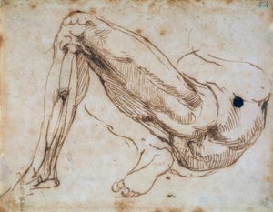 Studie eines Beines von Michelangelo Buonarroti