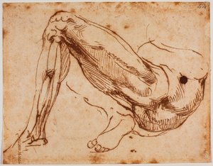 Studie von Beinen