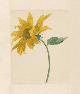 Zweig mit einer Sonnenblume