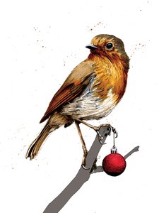 Weihnachtsrotkehlchen auf Weiß, 2020