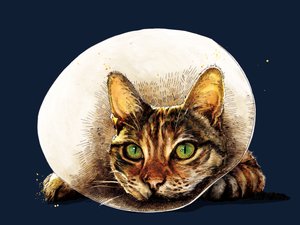 Gute Besserung Katze auf Mitternachtsblau, 2020