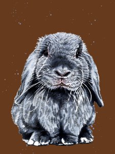 Der Graue Hase auf Verbranntem Orange von Mike Davis