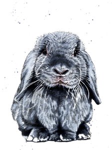 Grauer Hase auf Weiß