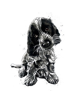 Rosie der Cocker Spaniel auf Weiß von Mike Davis