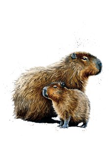 Die Capybaras auf Weiß