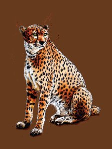 Der Gepard auf Gebranntem Orange, 2020