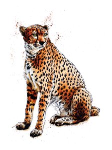 Der Gepard auf Weiß, 2020