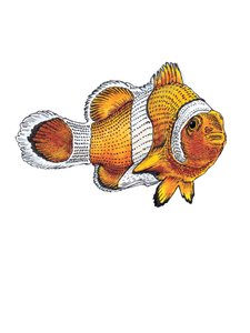 Der Clownfisch auf Weiß, 2022 von Mike Davis