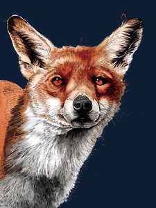 Der Fuchs auf Mitternachtsblau