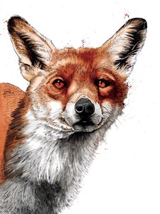 Der Fuchs auf Weiß