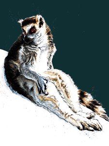 Der faule Lemur auf Mitternachtsblau, 2020