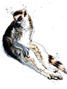 Der faule Lemur auf Weiß, 2020
