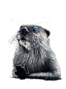 Der Otter auf Weiß, 2020