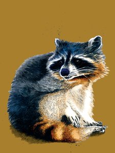 Der Waschbär auf Goldgelb, 2020