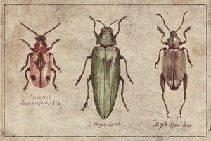 Vintage Insekten Taxonomie Trio