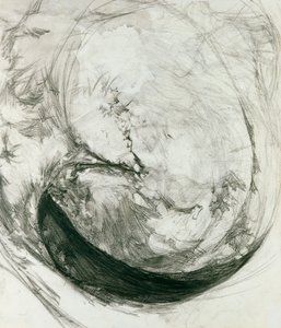 Muschel, 1904