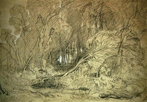 Eine Lichtung im Wald