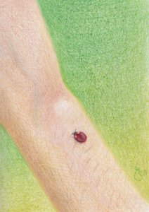 Sanfter Marienkäfer auf Arm