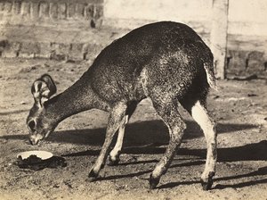 Ein Antilope, 09/05/1936 von Modestino Baldinetti