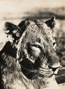 „Ein Imperium aufbauen“ im faschistischen Zeitalter: Kopf eines Löwen, 09.05.1936