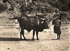 „Ein Imperium aufbauen“ im faschistischen Zeitalter: Nomade, 09/05/1936