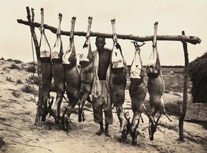 Einige gefangene Hirsche, 09/05/1936