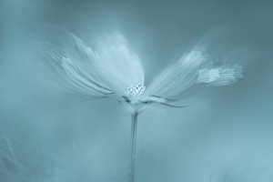 Träumerische blaue Blume