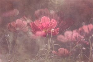 Träumende rosa Kosmosblumen von Molly Fu APA