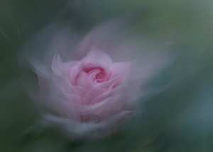 Träumende rosa Rose