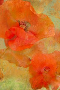 Lebendige orange Mohnblumen