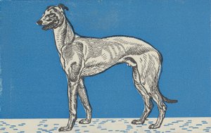 Windhund