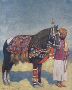 Ein Pferd aus Jodhpur, 1903