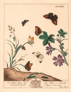 Wiesenbrauner Schmetterling, Maniola jurtina, Waldlady oder Orangenspitze, Anthocharis cardamines, und Grizzled Skipper, Pyrgus alveolus von Moses Harris