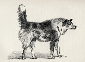 Halbblut-Schäferhund mit feindlichen Absichten, aus Charles Darwins 
